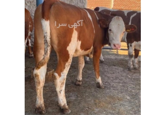 فروش گوساله سمینتال و محلی