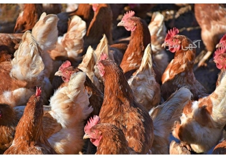 قیمت روز مرغ اصلاح نژاد شده بومی تخمگذار در نور قیمت روز مرغ اصلاح نژاد