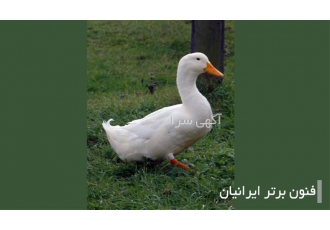 دوره آموزشی پرورش اردک در اصفهان دوره آموزشی پرورش اردک ❓❓❓چرا پرورش