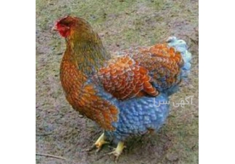 آموزش پرورش مرغ زینتی با اخذ مدرک و جزوه تخصصی