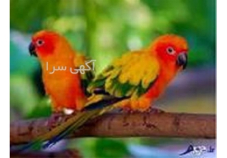 آموزش پرورش پرندگان زینتی صفر تا صد