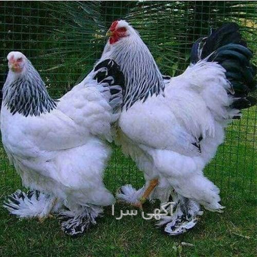 آگهی های کشاورزی و دامداری - یاسوج