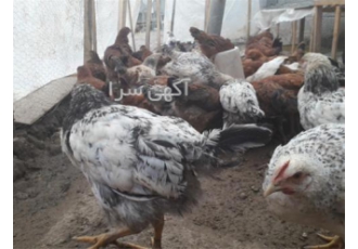فروش مرغ و خروس نیمچه بومی در تهران تحویل هر روز وزن گیری 800 گرم واکسن