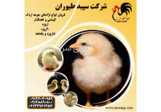فروش جوجه مرغ گوشتی-جوجه گوشتی یک روزه- طیور
