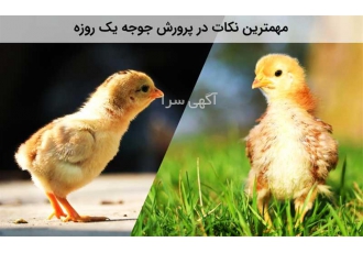 فروش جوجه بومی یک روزه با کیفیت در تهران فروش جوجه بومی یک روزه