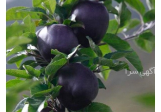 فروش نهال سیب جرومین با ارتفاع رشد بالا و توانایی تولید قطر و ارتفاع بالا