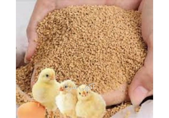 آموزش بهداشت و بیماری طیور (با اساتید مجرب)