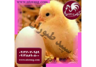 فروش ویژه مرغ گوشتی فروش ویژه جوجه راس در تهران فروش ویژه مرغ گوشتی