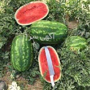 اجاره سوئیت ارزان در قلعه رودخان