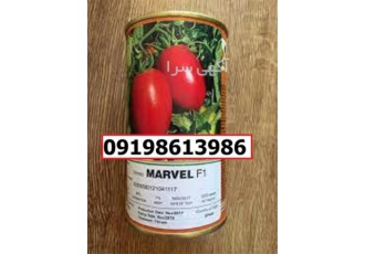 بذر گوجه فرنگی مارول پرفروش اصل در کرمان بذر گوجه فرنگی مارول یکی