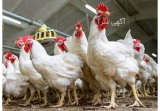 کلاس آموزش مرغداری با مدرک