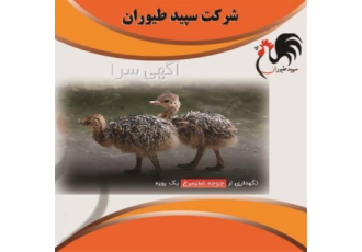 فروش شتر مرغ فروش جوجه شترمرغ طیور در تهران فروش شتر مرغ فروش جوجه