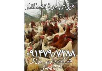 عرضه مرغ بومی تخمگذار گلپایگانی