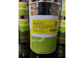 بذر پیاز مینروا در اصفهان بذر پیاز سفید مینروا رقمی هیبرید زودرس و روز