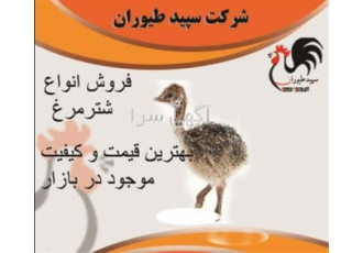 فروش شترمرغ گردن آبی با کیفیت بالا و قیمت مناسب پرورش طیور در تهران