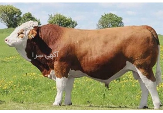 خرید و فروش گوساله‌های اصیل سیمینتال نر با بهترین خط خونی
