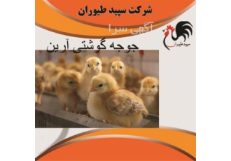 فروش جوجه مرغ گوشتی ۱ روزه همه روزه طیور در تهران فروش جوجه مرغ گوشتی