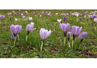 آموزش کاربردی زعفران در گلخانه و در زمین در تهران زعفران یکی از ساده