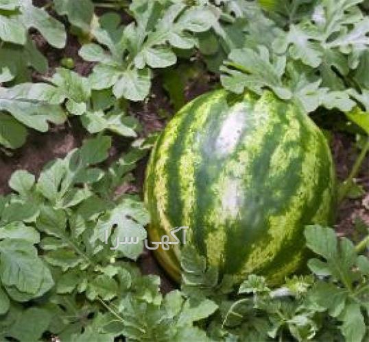 آگهی های بذر و نهال - تبریز