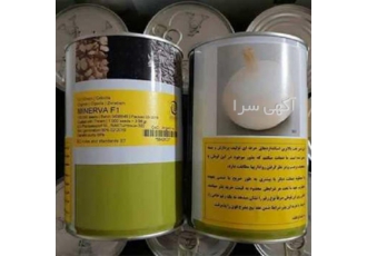 فروش بذر پیاز درجه یک- بهترین قیمت بذر پیاز مینروا