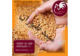 خرید دان مرغ با کیفیت عالی برای پرورش طیور