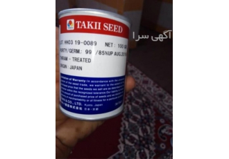 فروش بذر پیاز تاکی