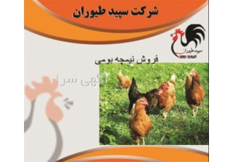 قیمت نیمچه مرغ قیمت نیمچه مرغ محلی طیور در تهران قیمت نیمچه مرغ