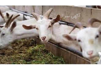 دوره کامل آموزش پرورش بز شیری در تهران دوره آموزش پرورش بز شیری به صورت
