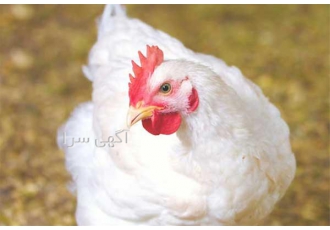 آموزش پرورش مرغ گوشتی همراه با گواهینامه آموزشی در تهران آموزش پرورش