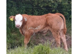 فروش ویژه گوساله‌های نر و ماده سمینتال و هلشتاین با قیمت مناسب