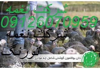 فروش دان بوقلمون و شترمرغ ؛ طیور در تهران فروش دان بوقلمون و شترمرغ