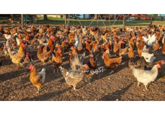 قیمت روز مرغ چهار ماهه و قیمت نیمچه مرغ تخم گذار در نور قیمت روز مرغ