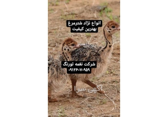 فروش جوجه شترمرغ یک ماهه واکسن تراپی شده طیور در تهران فروش جوجه