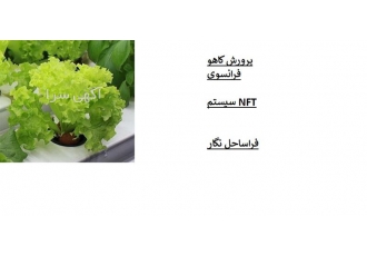 دوره آموزشی کاهو فرانسوی NFT در تهران مدت هاست که در ایران مصرف کاهویی