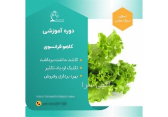 دوره جامع پرورش کاهو   از ابتدای کاشت تا مراحل بازاریابی