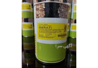 پخش و عرضه بذر پیاز مینروا در رودبار بذر پیاز مینروا یکی از معروف ترین