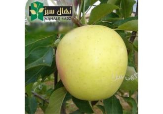 فروش نهال سیب گلدن دلشیز با کیفیت عالی