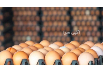 فروش تخم مرغ صادراتی پوست قهوه ای در اصفهان فروش تخم مرغ پوست قهوه ای