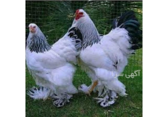 آموزش پرورش مرغ زینتی به صورت حرفه ای