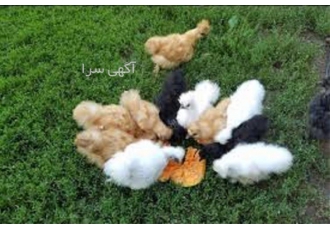 آموزش پرورش مرغ زینتی به صورت حرفه ای