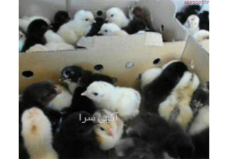 فروش ویژه جوجه گلپایگان طیور در تهران فروش ویژه جوجه گلپایگان بهترین