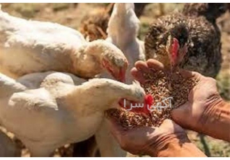 آموزش جیره نویسی طیور با مدرک