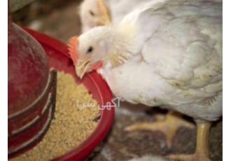 انواع دان مرغ باکیفیت طیور در تهران انواع گوناگونی دان برای طیور