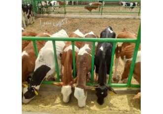 فروش گوساله سیمینتال اصیل نر و ماده