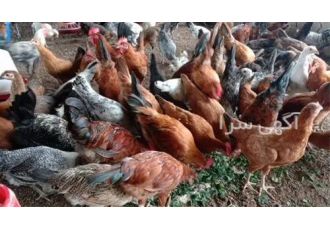 خرید مرغ اصلاح نژاد شده پرورشی با کیفیت عالی و قیمت مناسب در نور می