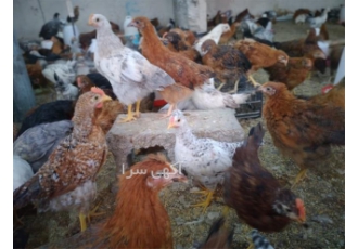 فروش جوجه مرغ و نیمچه بومی با کیفیت عالی و سلامت تضمینی