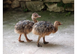 فروش جوجه شترمرغ 1 ماهه و 1روزه