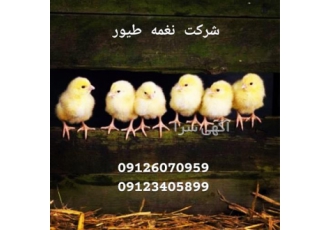 جوجه یک روزه گوشتی واکسن خورده در تهران فروش جوجه یک روزه گوشتی واکسن