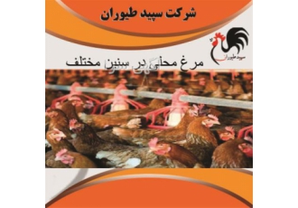 فروش جوجه محلی یک روزه و یک ماهه طیور در تهران از این پسا حضور شما