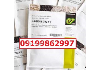 بذر خیار ناگین پرفروش اصل؛ بذر در اهواز بذر خیار ناگین یکی از پرفروش